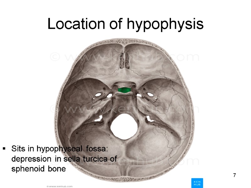 Location of hypophysis Sits in hypophyseal fossa: depression in sella turcica of sphenoid bone